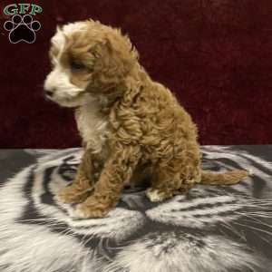 Skylar, Mini Goldendoodle Puppy