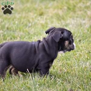 Amber, English Bulldog Puppy