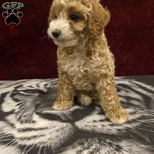 Shawn, Mini Goldendoodle Puppy