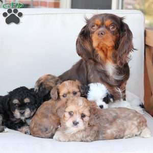 Honey, Cavachon Puppy