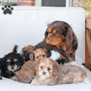 Bear, Cavachon Puppy