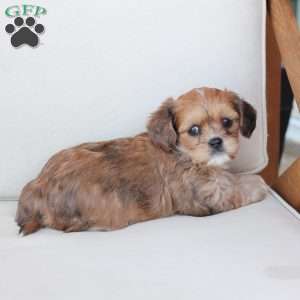 Honey, Cavachon Puppy