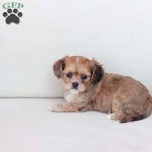 Honey, Cavachon Puppy