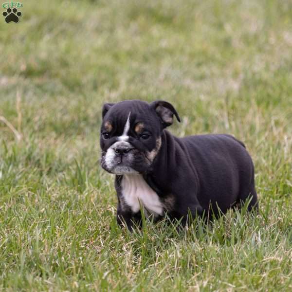 Amber, English Bulldog Puppy