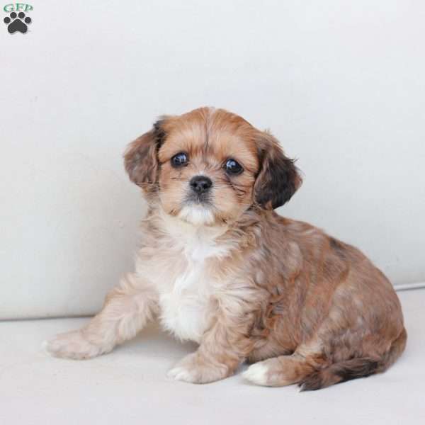 Honey, Cavachon Puppy