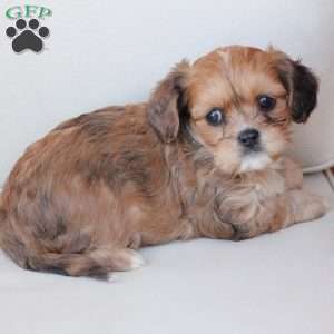 Honey, Cavachon Puppy