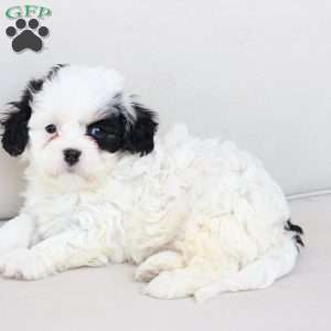 Pearl, Cavachon Puppy