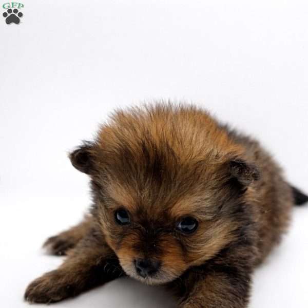 Brownie, Pomeranian Puppy