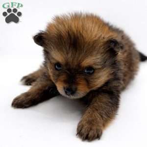 Brownie, Pomeranian Puppy