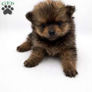 Brownie, Pomeranian Puppy