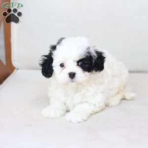 Pearl, Cavachon Puppy