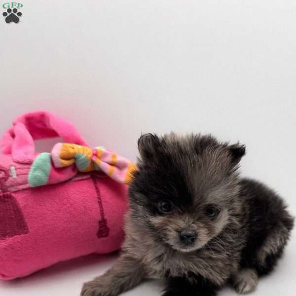 Daisy, Pomeranian Puppy