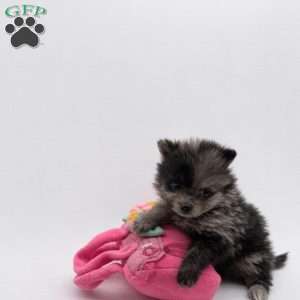 Daisy, Pomeranian Puppy