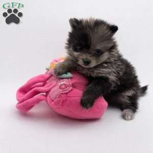 Daisy, Pomeranian Puppy
