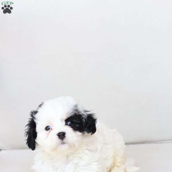 Pearl, Cavachon Puppy