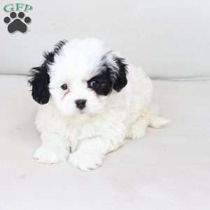 Pearl, Cavachon Puppy