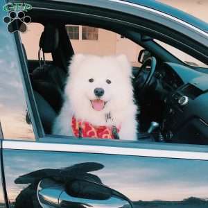 Maverick, Samoyed Puppy