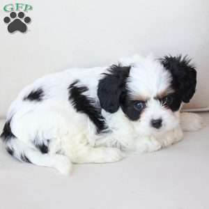 Maddie, Cavachon Puppy