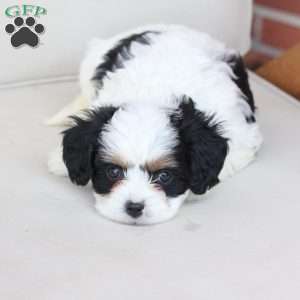 Maddie, Cavachon Puppy