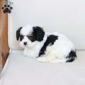 Maddie, Cavachon Puppy