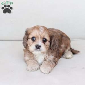 Leo, Cavachon Puppy