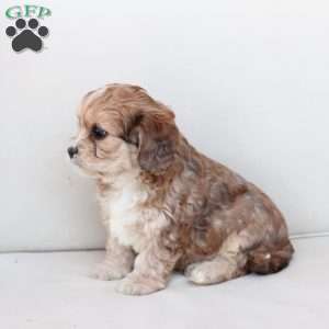 Leo, Cavachon Puppy