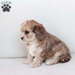 Leo, Cavachon Puppy
