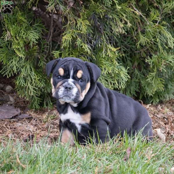 Asher, English Bulldog Puppy