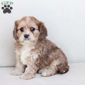 Leo, Cavachon Puppy