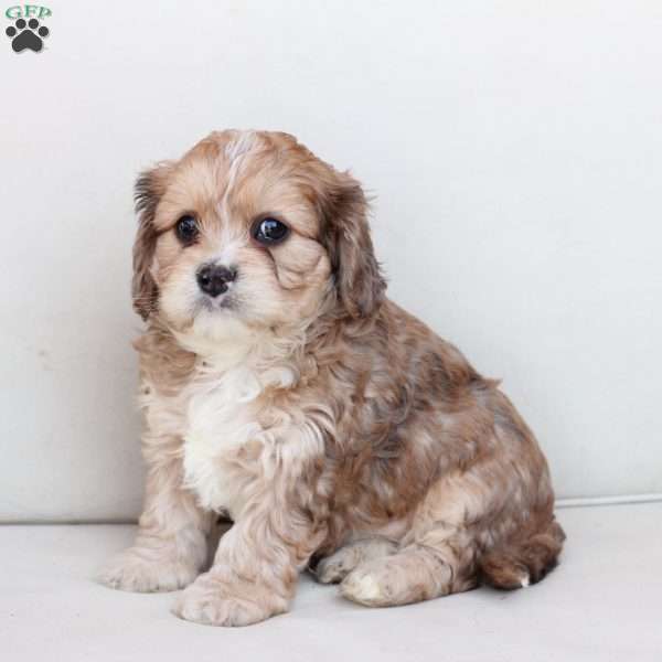 Leo, Cavachon Puppy