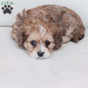 Leo, Cavachon Puppy