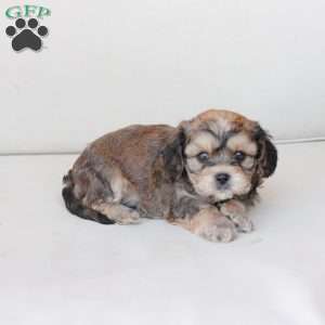 Tucker, Cavachon Puppy