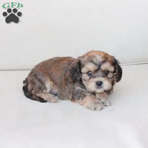 Tucker, Cavachon Puppy