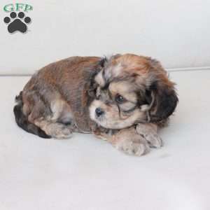 Tucker, Cavachon Puppy