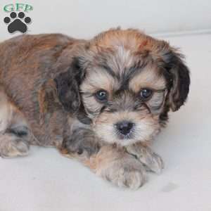 Tucker, Cavachon Puppy