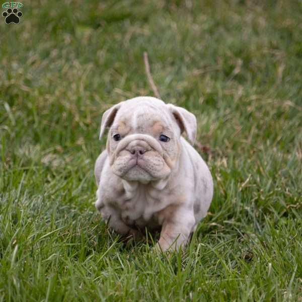 Addi, English Bulldog Puppy