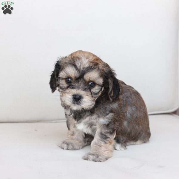 Tucker, Cavachon Puppy