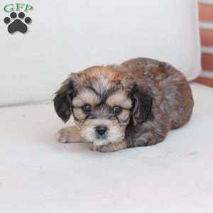 Tucker, Cavachon Puppy