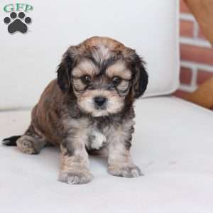 Tucker, Cavachon Puppy