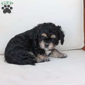 Bear, Cavachon Puppy