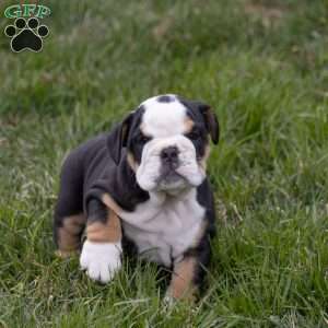 Alistair, English Bulldog Puppy
