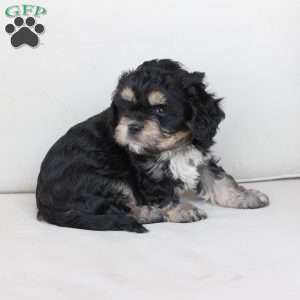 Bear, Cavachon Puppy