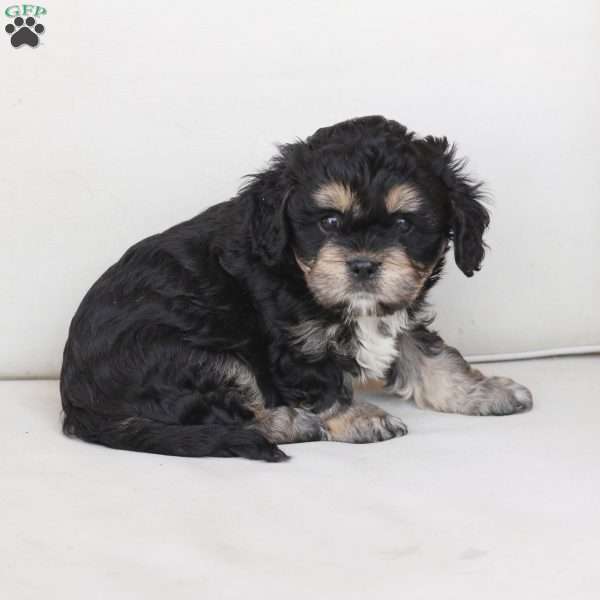 Bear, Cavachon Puppy