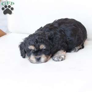 Bear, Cavachon Puppy