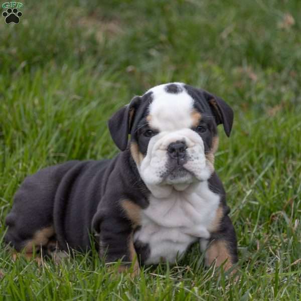 Alistair, English Bulldog Puppy