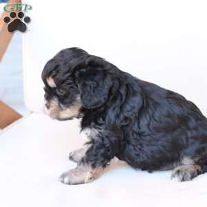 Bear, Cavachon Puppy