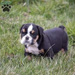 Arrow, English Bulldog Puppy