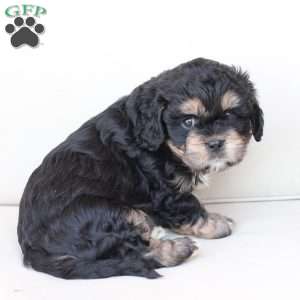Bear, Cavachon Puppy