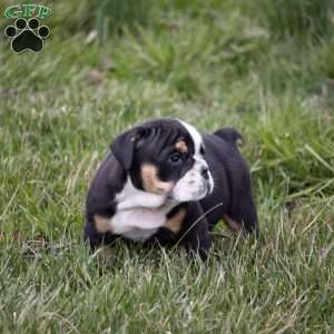Arrow, English Bulldog Puppy