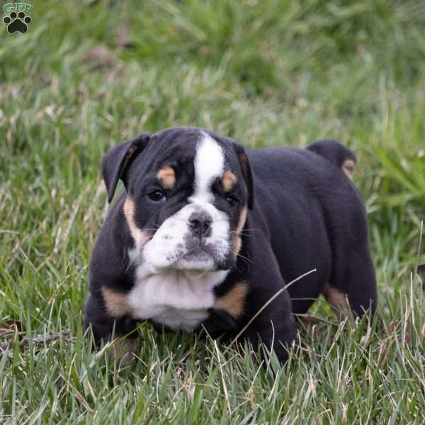 Arrow, English Bulldog Puppy